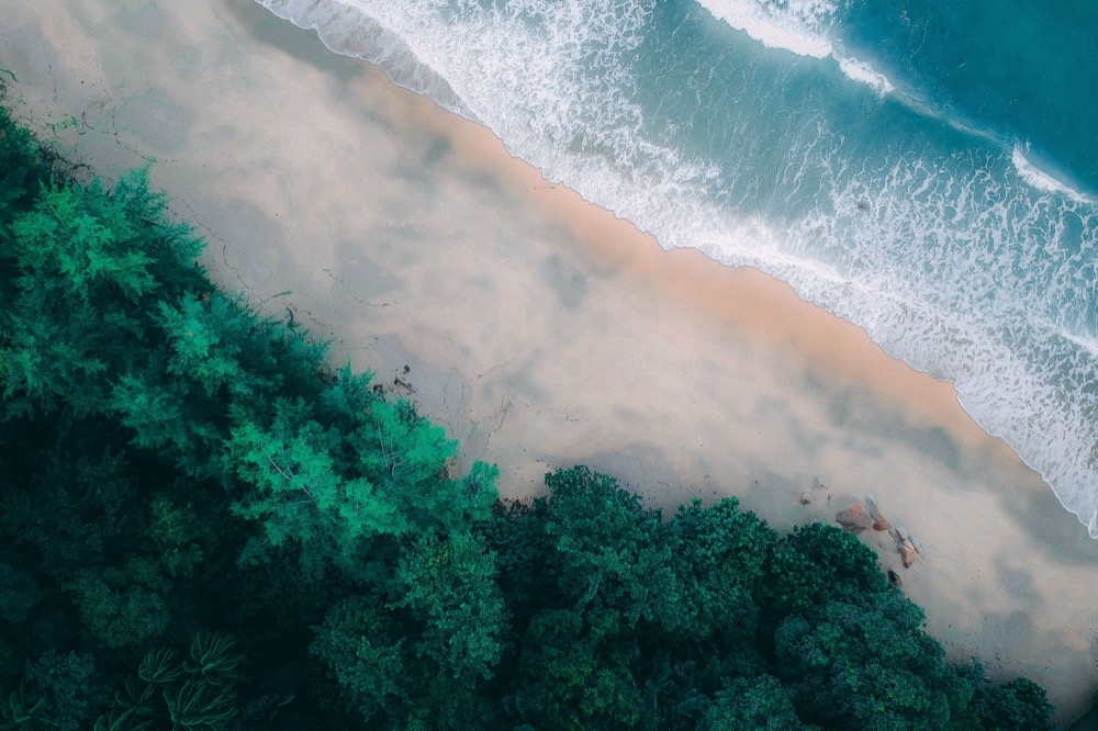 Aerial view of forest meeting pale sand and breaking surf along a shoreline