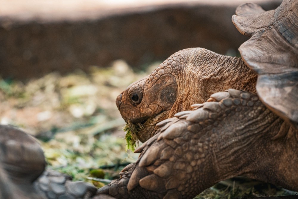 Close-up of a tortoise feeding, its head and foreleg in focus