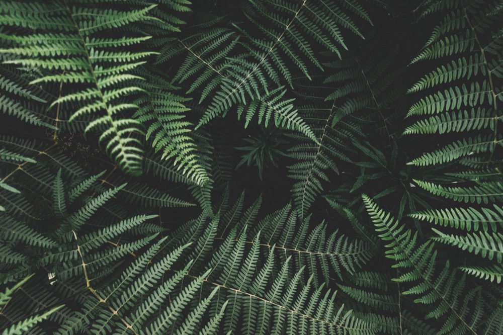 Overhead view of overlapping green fern fronds