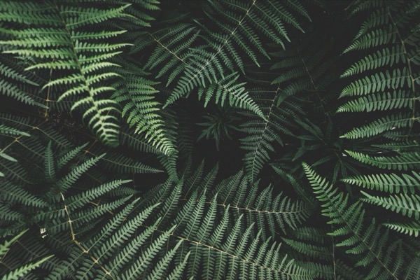 Overhead view of overlapping green fern fronds