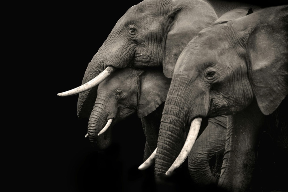 Two elephants in profile against a black background