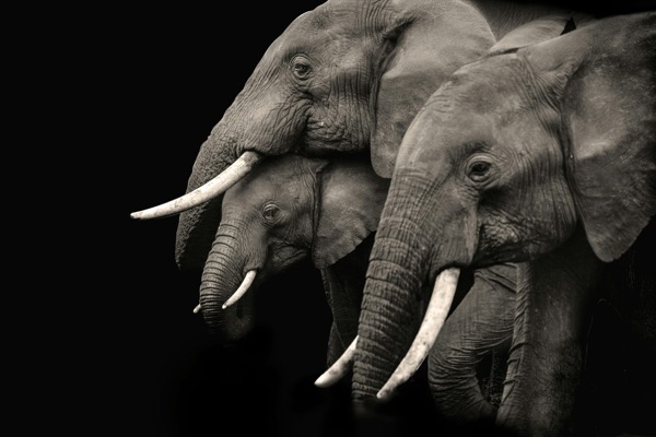 Two elephants in profile against a black background