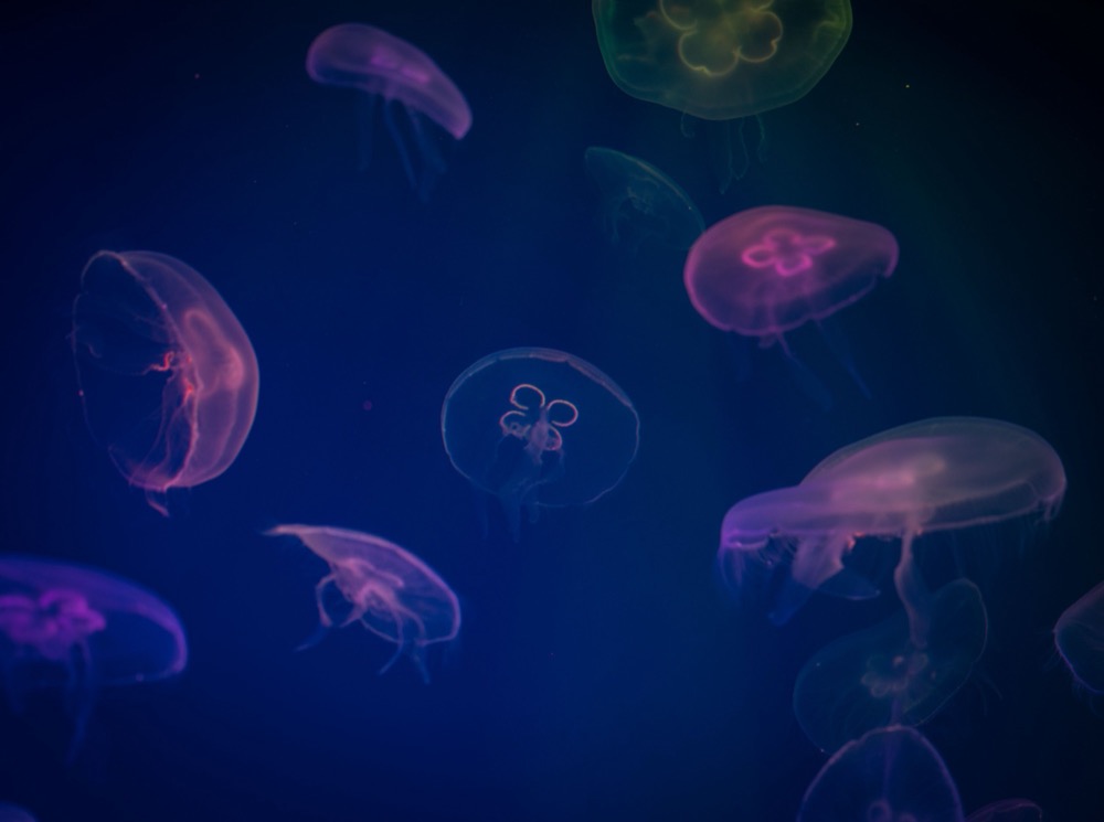 Moon jellyfish drifting in dark blue water, lit pink and green
