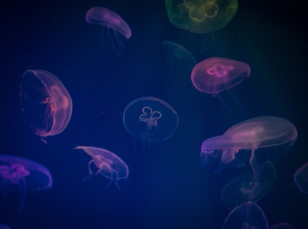 Moon jellyfish drifting in dark blue water, lit pink and green