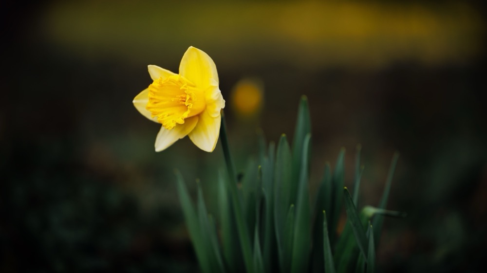 A single yellow daffodil in bloom against a dark, out-of-focus background