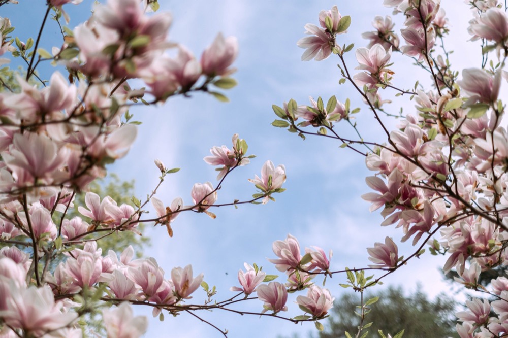 Magnolia branches in full bloom against a blue sky